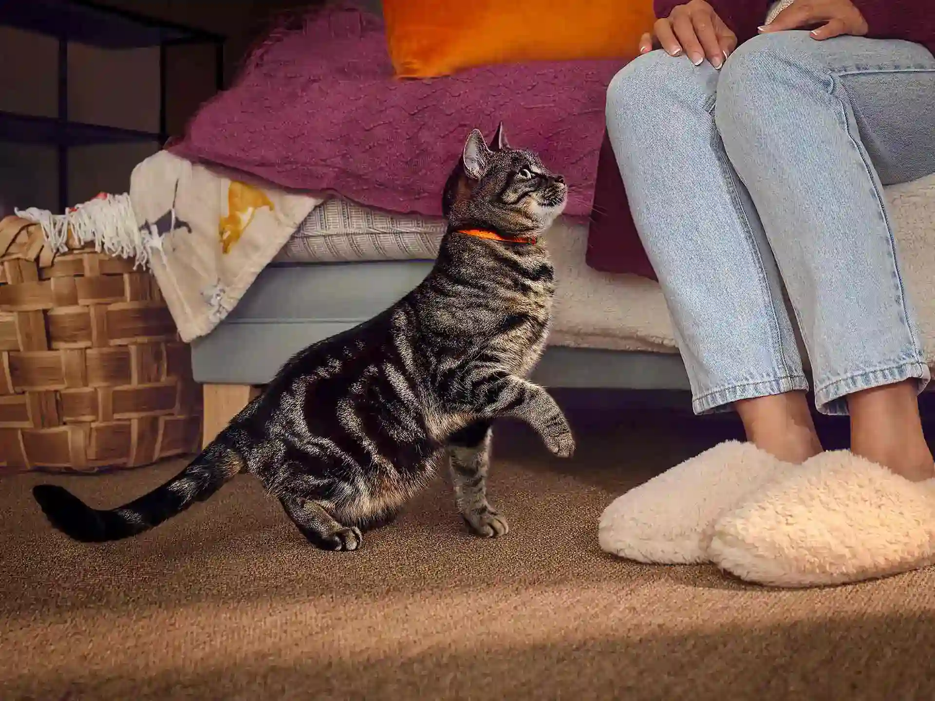 Arthritis In Cats I Zoetis Pets