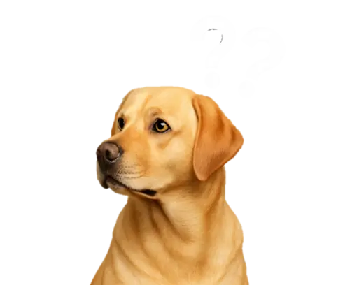 Confused dachshund with question marks above its head.