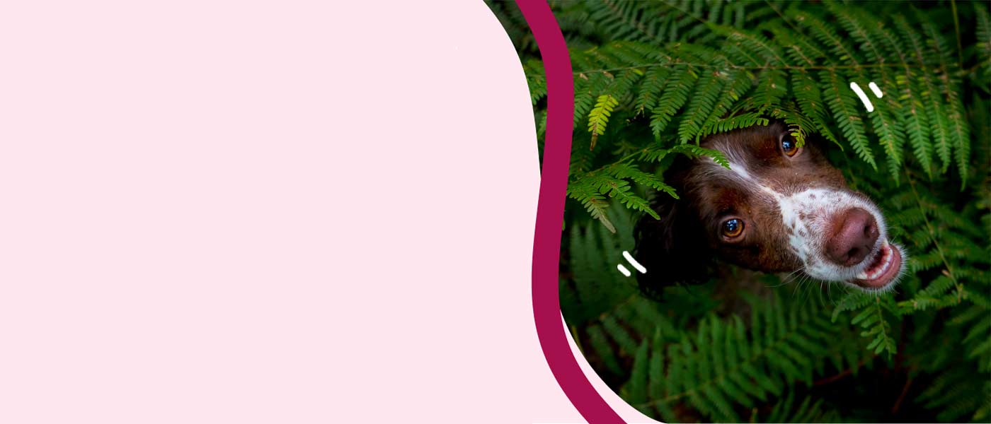 Perro asomándose entre hojas verdes y frondosas de helecho