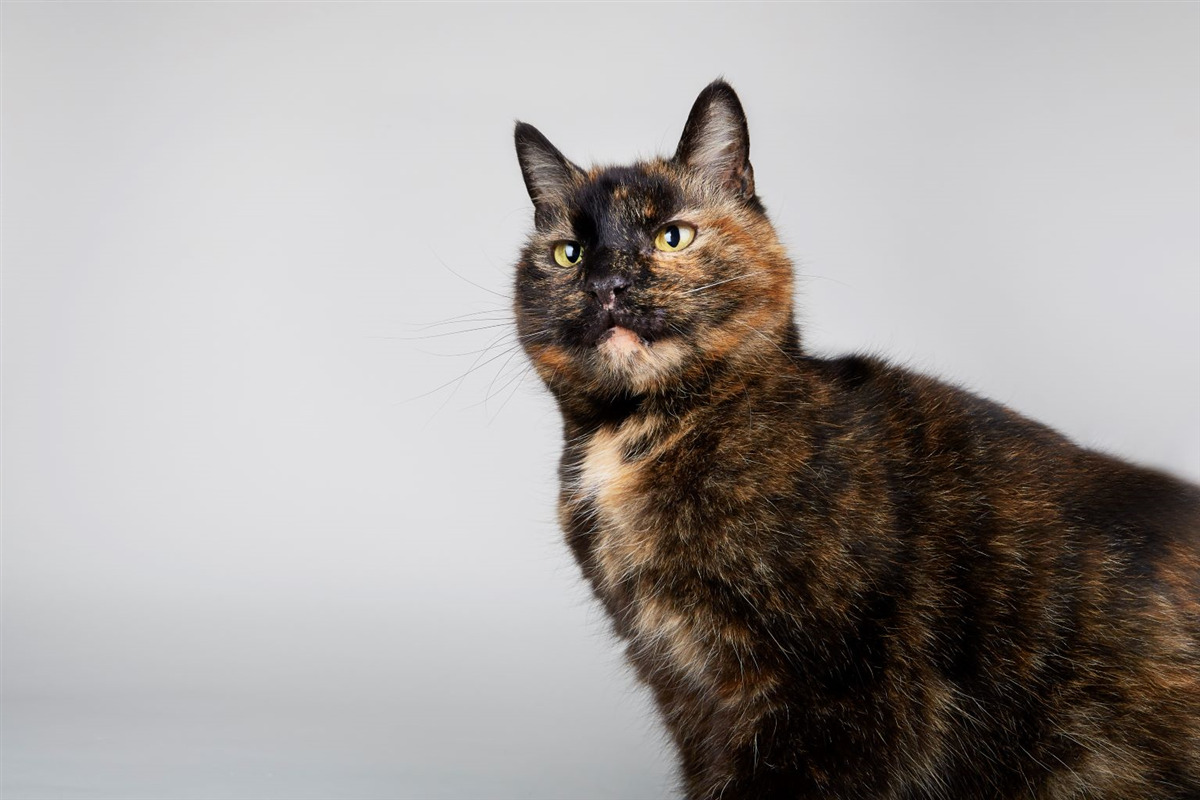 Should I Wash my Cat?